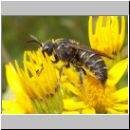 Stelis punctulatissima - Duesterbiene 03 9mm.jpg